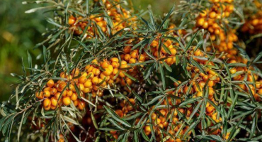 Jak správně pečovat o rakytník v podzimní sezóně?